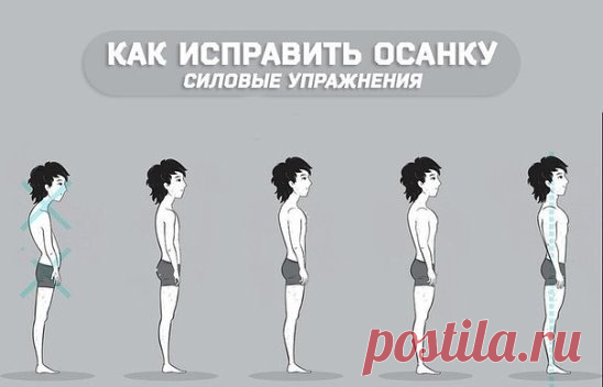 Как исправить осанку (силовые упражнения) 
Необходимо отметить, что данный список не полон, поскольку мы не включили в него малоэффективные и дублирующие упражнения, чтобы исключить ошибку в выборе. 
Запрокидывание и смещение головы вперед 
1. Передние мышцы шеи - исправление наклона головы 
Проще всего проработать передние мышцы шеи на горизонтальной скамье с блином. 
Возьмите блин с подходящей массой, так чтобы вы смогли сделать необходимое количество повторений 
Лягте на горизонтальную ска