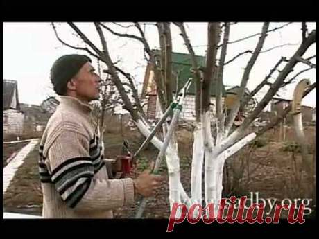 Правильная обрезка яблони. - YouTube