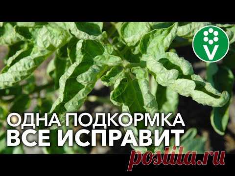 СКРУЧИВАЮТСЯ ЛИСТЬЯ У ТОМАТОВ? Помогите им быстро и эффективно!