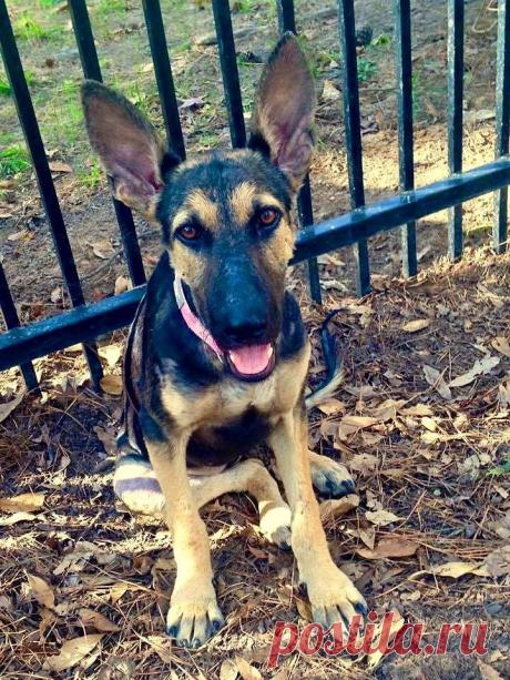 Спасение собаки / Питомцы