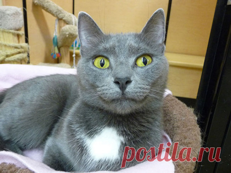 Мимишные котики с улыбкой;))