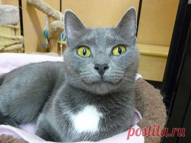 Мимишные котики с улыбкой;))