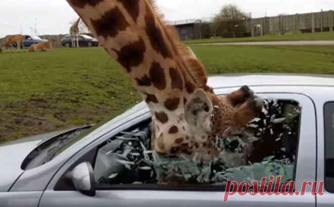 Проголодавшийся жираф разбил окно в автомобиле с туристами