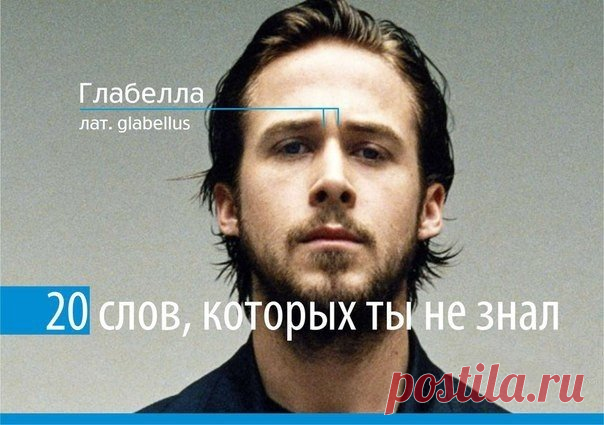 20 слов, которых ты не знал.

1. Глабелла - это пространство между бровями. Сейчас вы смотрите на глабеллу Райана Гослинга

2. Экивоки – двусмысленные намеки, увертки 

3. Катарсис – изменение сознания через сильные переживания

4. Депривация – ощущение недостаточности удовлетворения своих потребностей 

5. Фрустрация – период полного разочарования в жизни 

6. Гаптофобия – боязнь прикосновений других людей 

7. Фриссон – мурашки по коже 

8. Сентенция - изречение нравоучи...