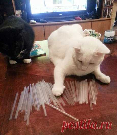 18 котов-воришек, вместе со своими сокровищами / Питомцы