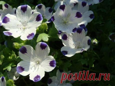 Многолетники для клумбы — 6 соток