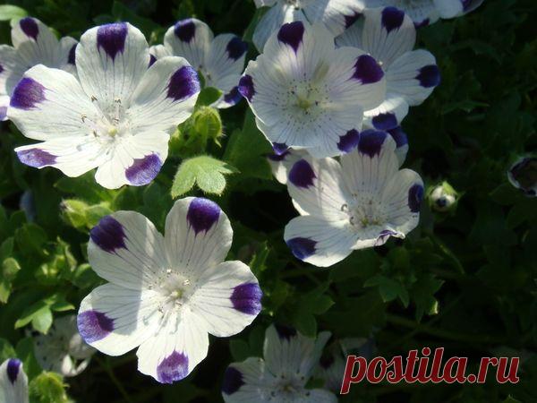 Многолетники для клумбы — 6 соток