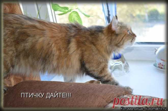 Котоматрица: Свежак