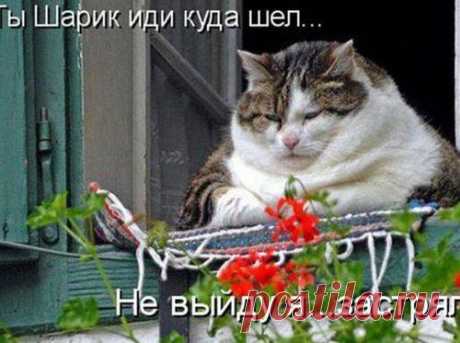 Котодром - МирТесен