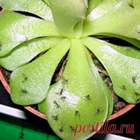 Как избавиться от цветочных мошек? Просто и быстро! Есть отличное средство от мошек в комнатных растениях.
https://youtu.be/-q-iMGN5huQ