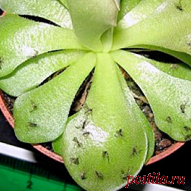 Как избавиться от цветочных мошек? Просто и быстро!  Есть отличное средство от мошек в комнатных растениях.
 
https://youtu.be/-q-iMGN5huQ
 
 