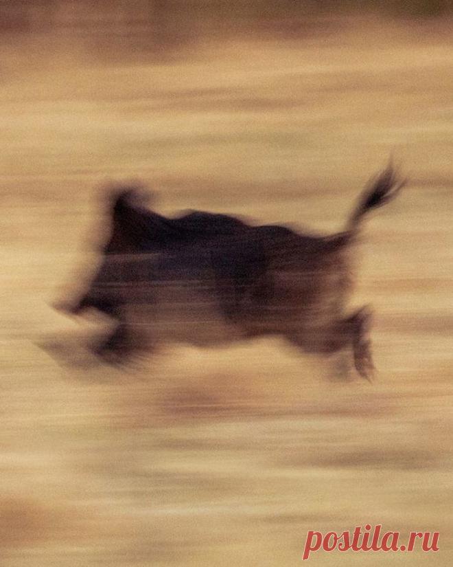 15 фото о том, что животные тоже попадают в неловкие ситуации