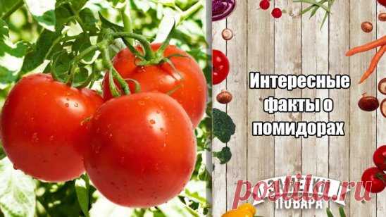 Интересные факты о помидорах 
#факты #заметки_повара