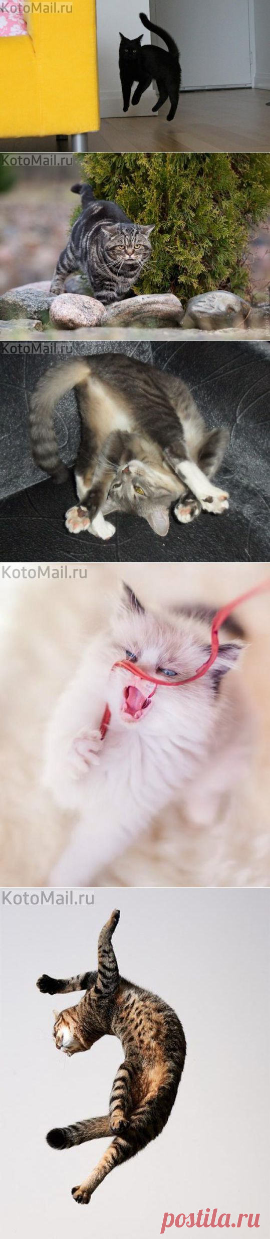 Котобесиво! )