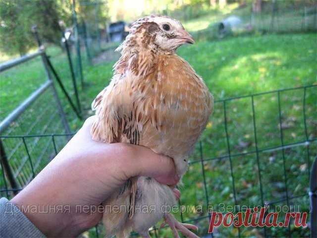 Будки, курятники, сараи - Страница 3 из 6