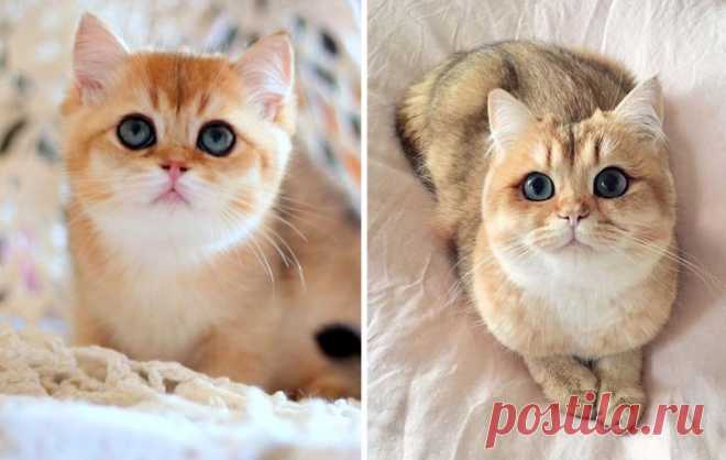 18 кошек, которые выросли и превратились из маленьких котят в величественных котяр