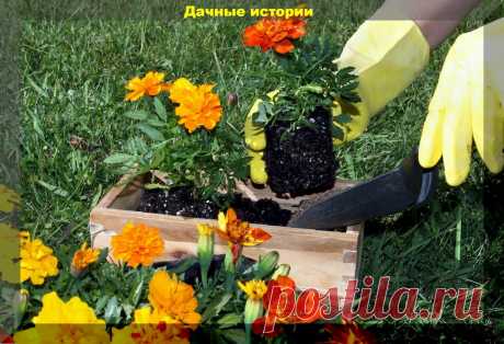 В помощь начинающему дачнику: отвечаем на самые интересные весенние вопросы из комментариев | Дачные истории | Яндекс Дзен