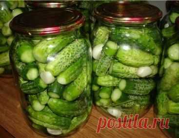 Самый громкий хруст. Солёные огурчики по-польски