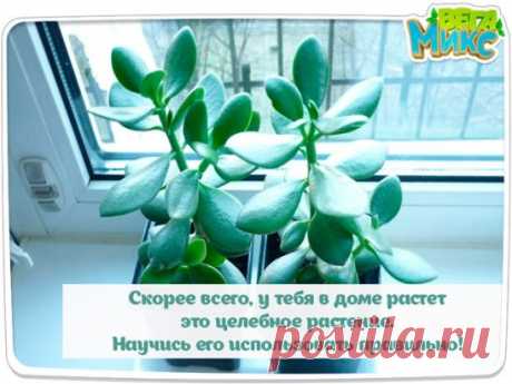 (5) Одноклассники