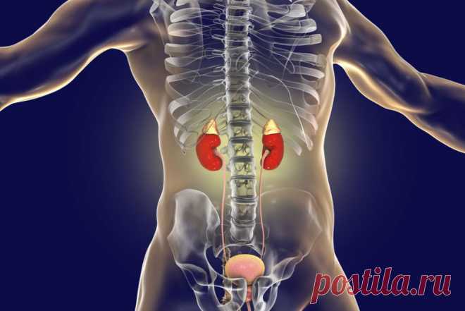 6 ранних признаков того, что ваши надпочечники устали