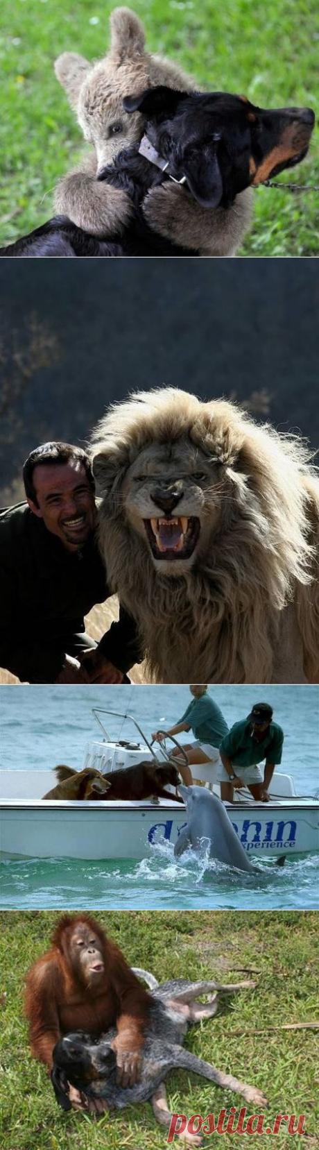 ДОВЕРИЕ-главное условие дружбы! | ОГОНЁК | Группы Мой Мир