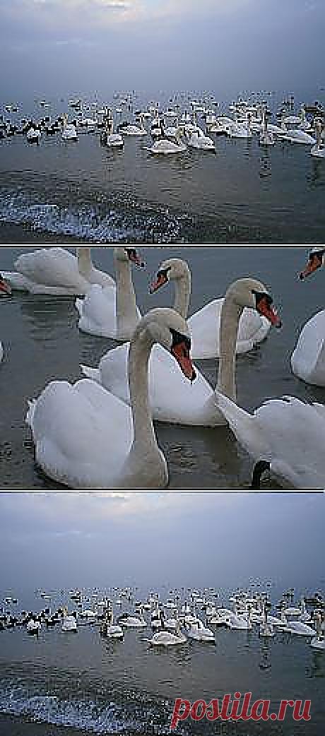 А Боги смеялись все утро и вечер.Смешила их... и другие материалы. Новое в Вашей подборке на Постила.ru - vladimirdudin56@mail.ru - Почта Mail.Ru