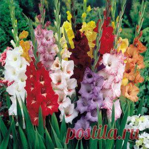 КАК ПОСАДИТЬ ГЛАДИОЛУСЫ ВЕСНОЙ | Самоцветик