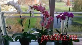 Орхидея засыхает: что делать, поиск причин, правила ухода Орхидея - это многолетнее тропическое растение. Оно прекрасно адаптировалось к домашним условиям и радует домочадцев своим цветением. Однако бывают случаи, когда по непонятным причинам орхидея засыхае...
