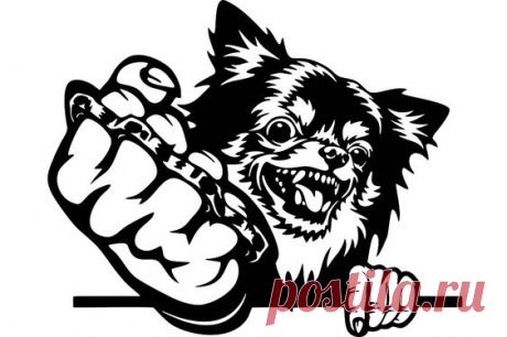 Angry Chihuahua - bad dog with gun -