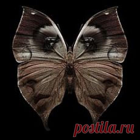 бабочки