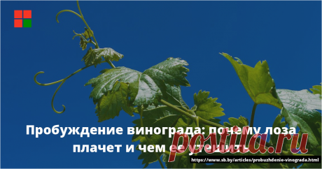 Вообще-то, когда лоза плачет, виноградарь… улыбается. Радуется, что виноград не вымерз, что жива его корневая система, а значит, можно надеяться на урожай. Впрочем, радость может оказаться преждевременной. Плач лозы — первое проявление жизни растения после зимнего покоя еще до распускания почек. ...