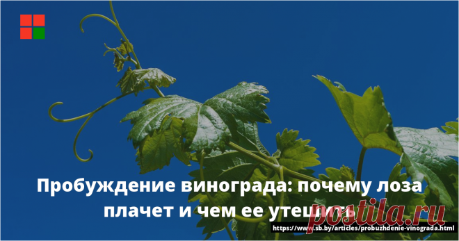 Вообще-то, когда лоза плачет, виноградарь… улыбается. Радуется, что виноград не вымерз, что жива его корневая система, а значит, можно надеяться на урожай. Впрочем, радость может оказаться преждевременной. Плач лозы — первое проявление жизни растения после зимнего покоя еще до распускания почек. ...