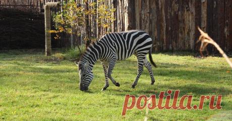 В Калининградском зоопарке не хотят убивать старых животных | sm-news.ru