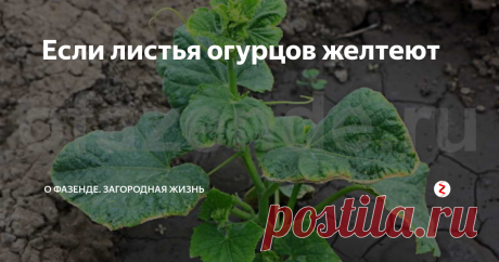 Если листья огурцов желтеют В нормальном состоянии у огурцов ботва имеет темно-зеленый цвет. Если листья огурцов желтеют, то это говорит о неправильном уходе.
