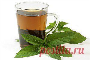 Важные правила травяного чая