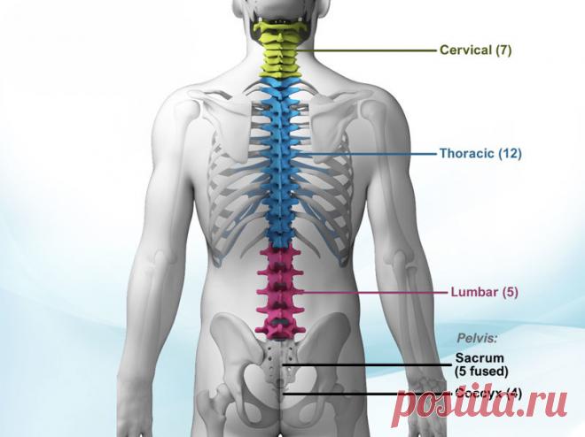 Лечим позвоночник: Упражнения при остеохондрозе Заболевания позвоночника самые опасные. Кому приятно поворачивать шею со скрипом или разгибать спину с ноющей болью? Остеохондроз – наиболее распространенное заболевание позвоночника, которое наблюдается у каждого 10 человека...