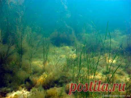 Underwater landscapes - Таманский залив 2007