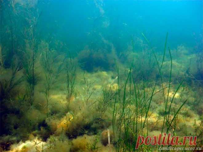 Underwater landscapes - Таманский залив 2007