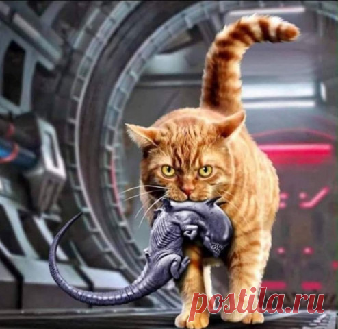 Продам кота | Бумажный Слон | Дзен
