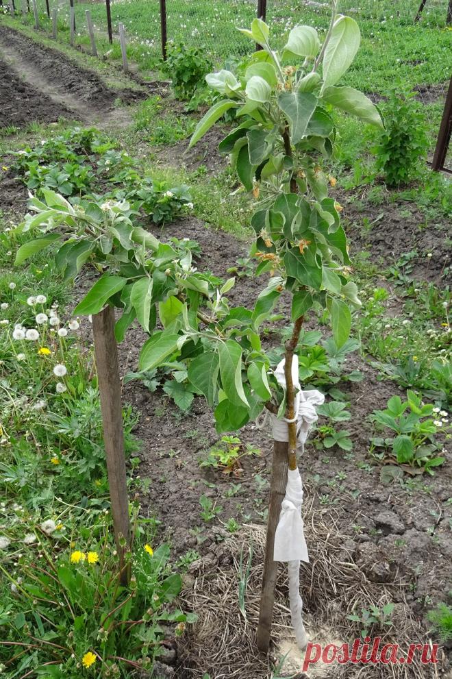 Муравьи: экологичный метод борьбы при помощи диатомитовой муки