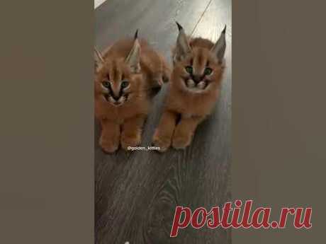 Чирикают как птички #каракал#флоппа#котеноккаракал#caracal#cats#shorts