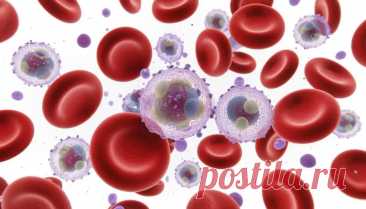 Внутренняя среда организма и ее функции | PortalBio