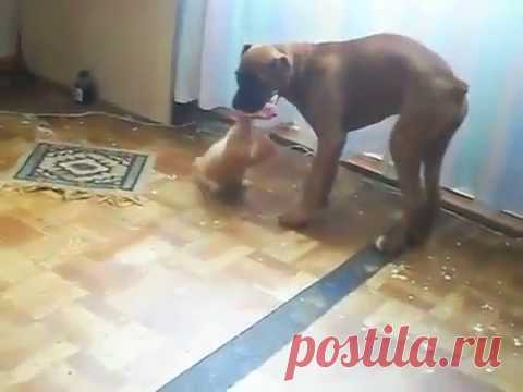 Я просто плакала от смеха! Этот котенок — большой смельчак и наглец!