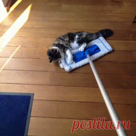 Cats Dragging GIF - Find & Share on GIPHY Discover & share this Drag GIF with everyone you know. GIPHY is how you search, share, discover, and create GIFs.