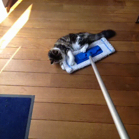 Cats Dragging GIF - Find & Share on GIPHY Discover & share this Drag GIF with everyone you know. GIPHY is how you search, share, discover, and create GIFs.