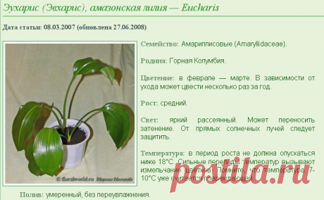 Эухарис (Эвхарис), амазонская лилия — Eucharis описание и уход на FloralWorld.ru