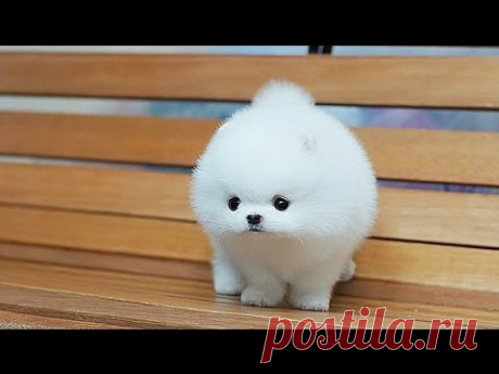ТОП10 САМЫХ МАЛЕНЬКИХ СОБАК В МИРЕ!!!