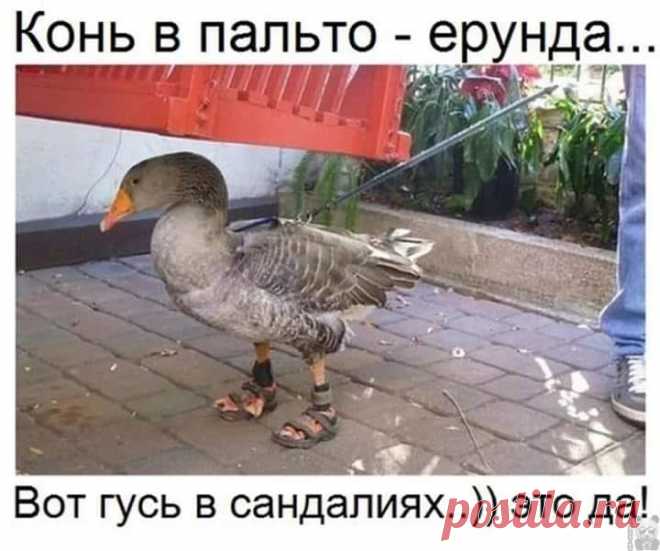 Свежая порция юмора: 25 отличных анекдотов в картинках, чтоб посмеяться от души