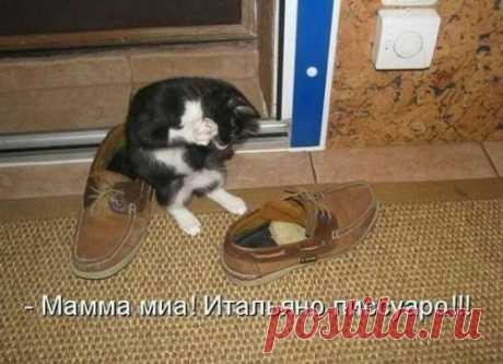 котики Поиск