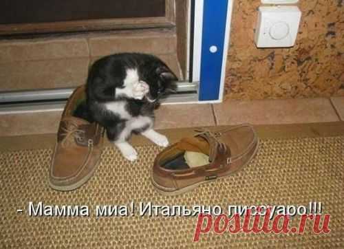 котики Поиск